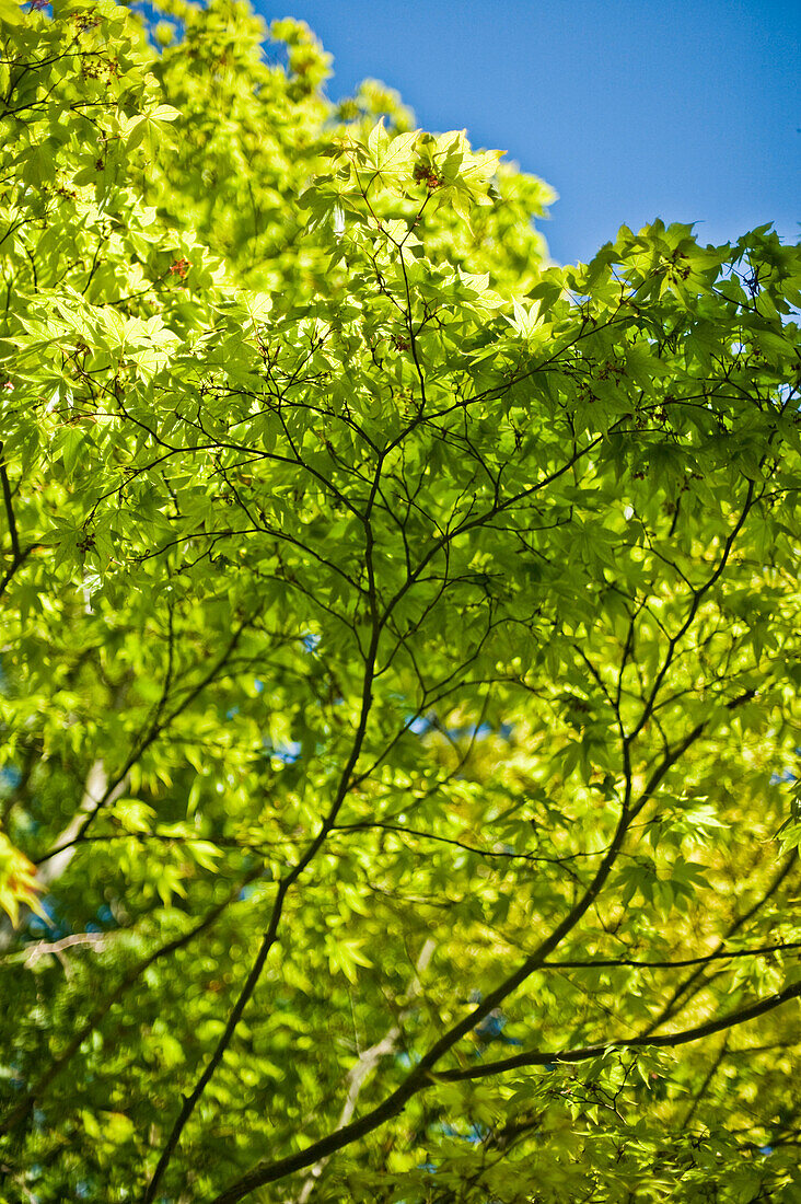 Baum mit grünen Blättern im Frühling bei Sonnenschein im Englischen Garten in München, Bayern, Deutschland