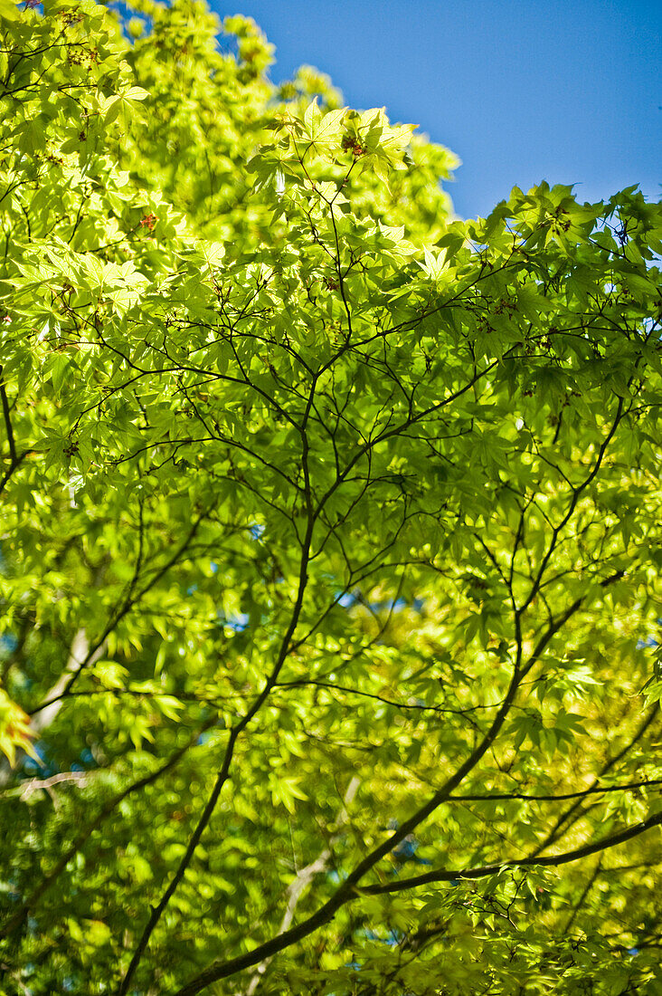 Tree with green leaves in the sun in spring in the english garden in munich, bavaria, germany