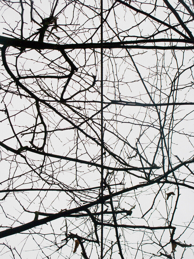 Bare branches under an electric cable in winter, Stuttgart, Baden-Württemberg, Germany
