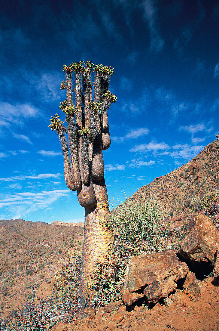 Halfmen (Pachypodium namaquanum) endemic to desert mountains near Orange River. Richtersveld National Park, South Africa