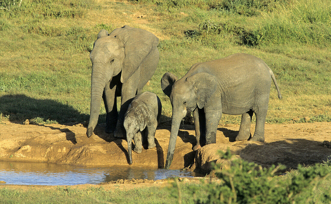 African Elephant  Loxodonta africana, Family at waterhole, Addo Elephant National Park, South Africa
