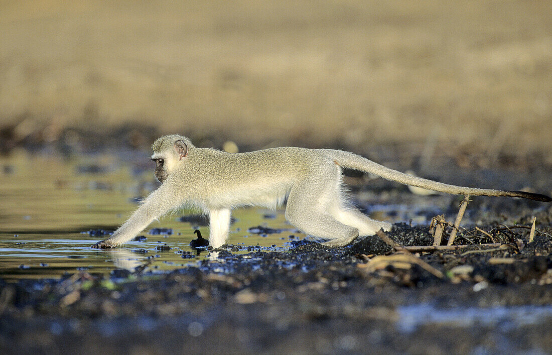 Vervet Monkey, Cercopithecus aethiops, digging for waterlily tubers, Mkuze Game Reserve, South Africa