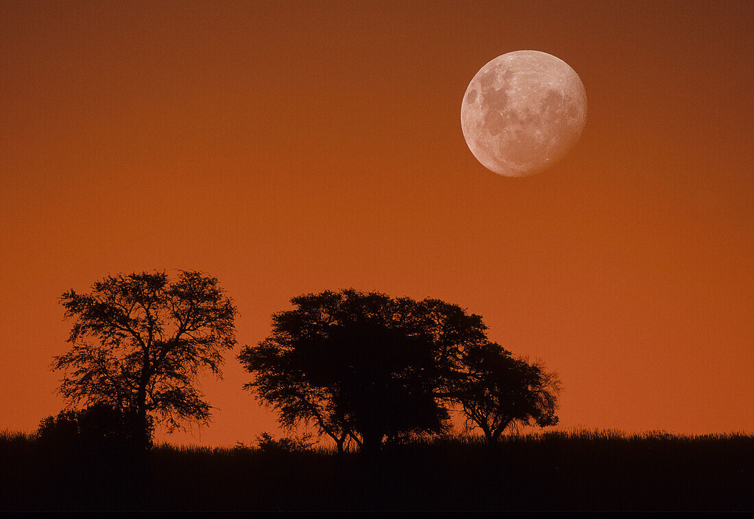 Dusk sky and moon, Kgalagadi Transfrontier Park, Kalahari, South Africa, image not digitally manipulated