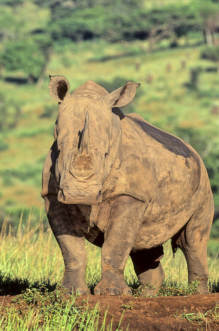 White Rhino, Ceratotherium simum, Hluhluwe-Umfolozi Park, Zululand, South Africa