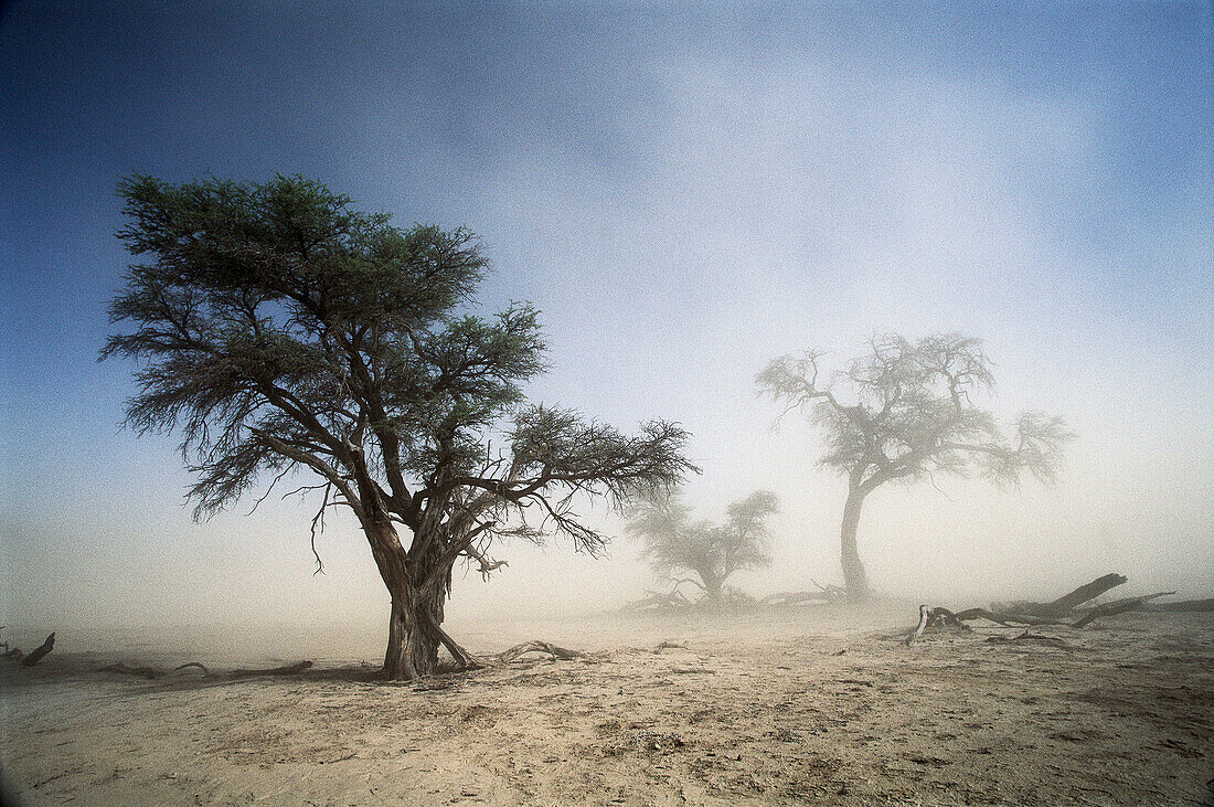 Sandstorm. Kalahari-Gembosk National Park, South Africa