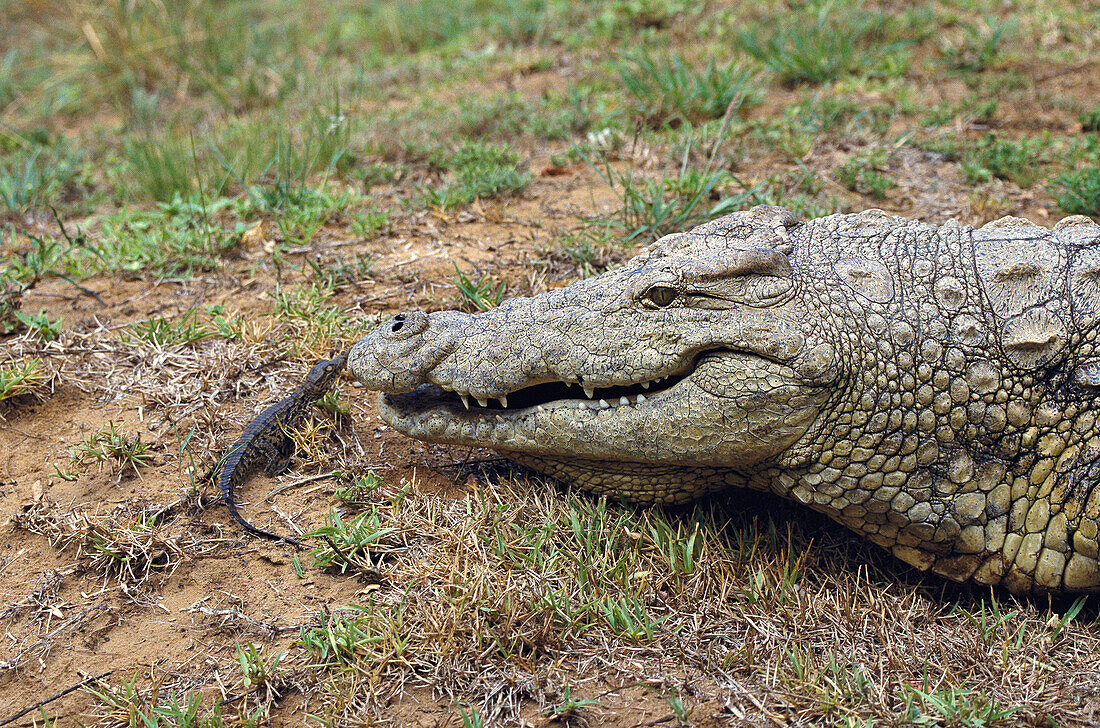 Nile Crocodile (Crocodylus niloticus), mother carries young to water. Zululand, South Africa