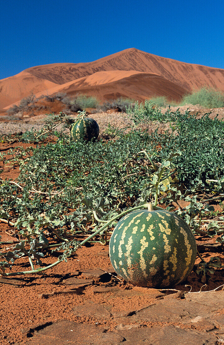 Namib Tsamma (Citrullus ecirrhosus), Namib desert. Namib-Naukluft National Park, Namibia