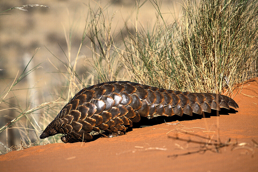 Cape Pangolin (Manis temmincki). … – License image – 70207593 lookphotos