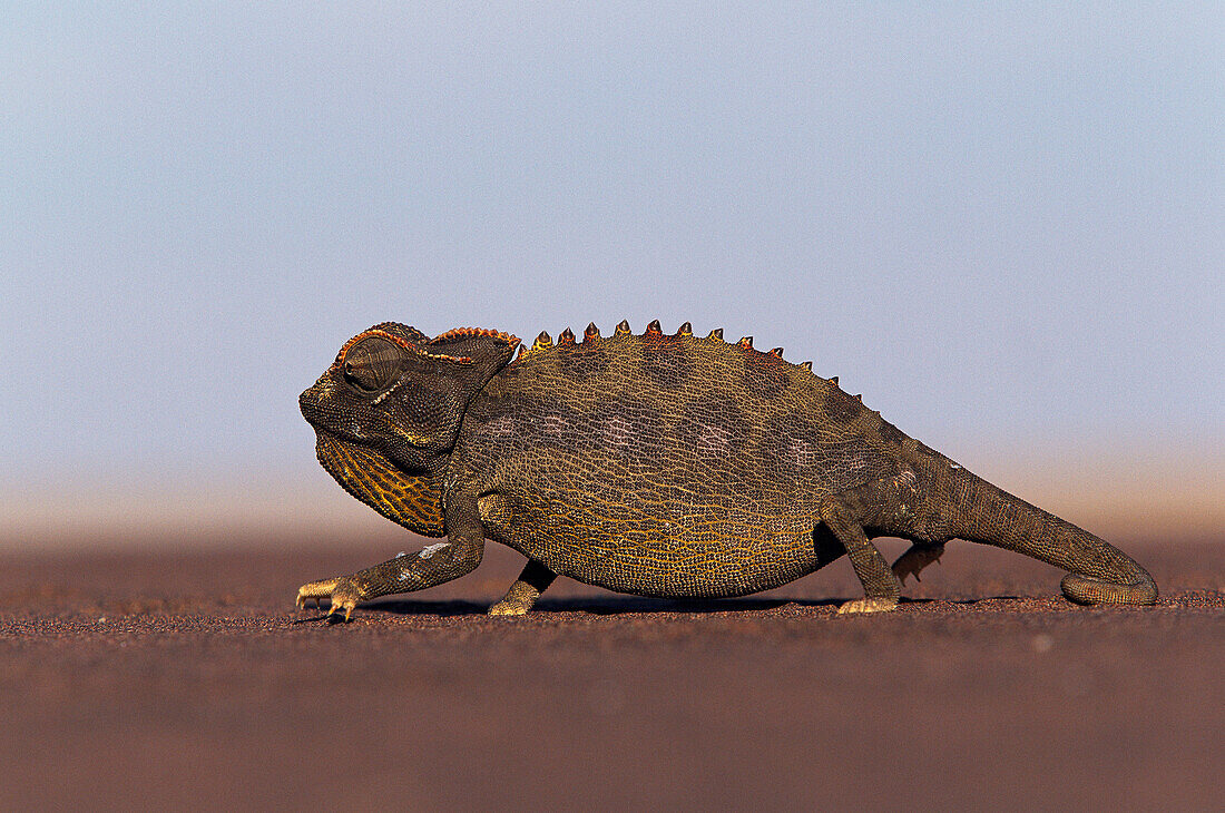 Namaqua Chameleon (Chamaeleo namaquensis). Skeleton Coast, Namibia