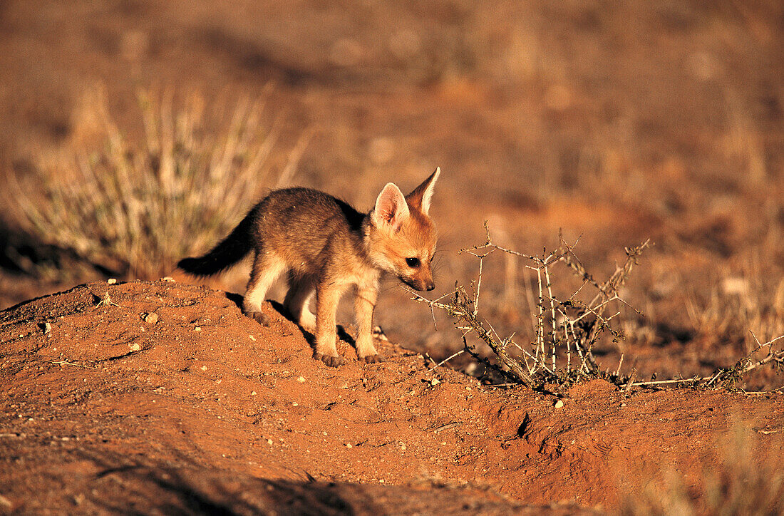 Cape Fox (Vulpes chama), pup. Kalahari-Gemsbok National Park, South Africa
