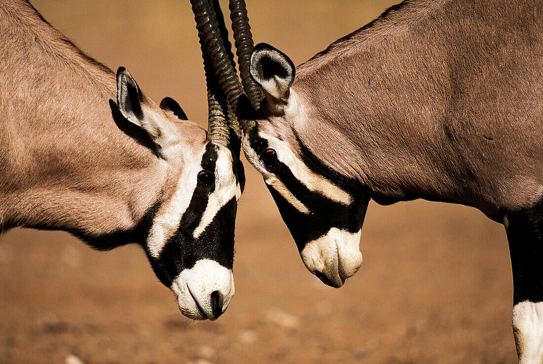 Gemsbok (Oryx gazella). Kalahari-Gemsbok National Park, South Africa