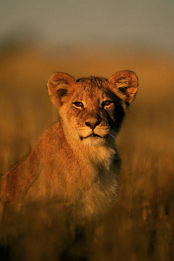 Lion (Panthera leo) cub. Kalahari-Gemsbok National Park, South Africa
