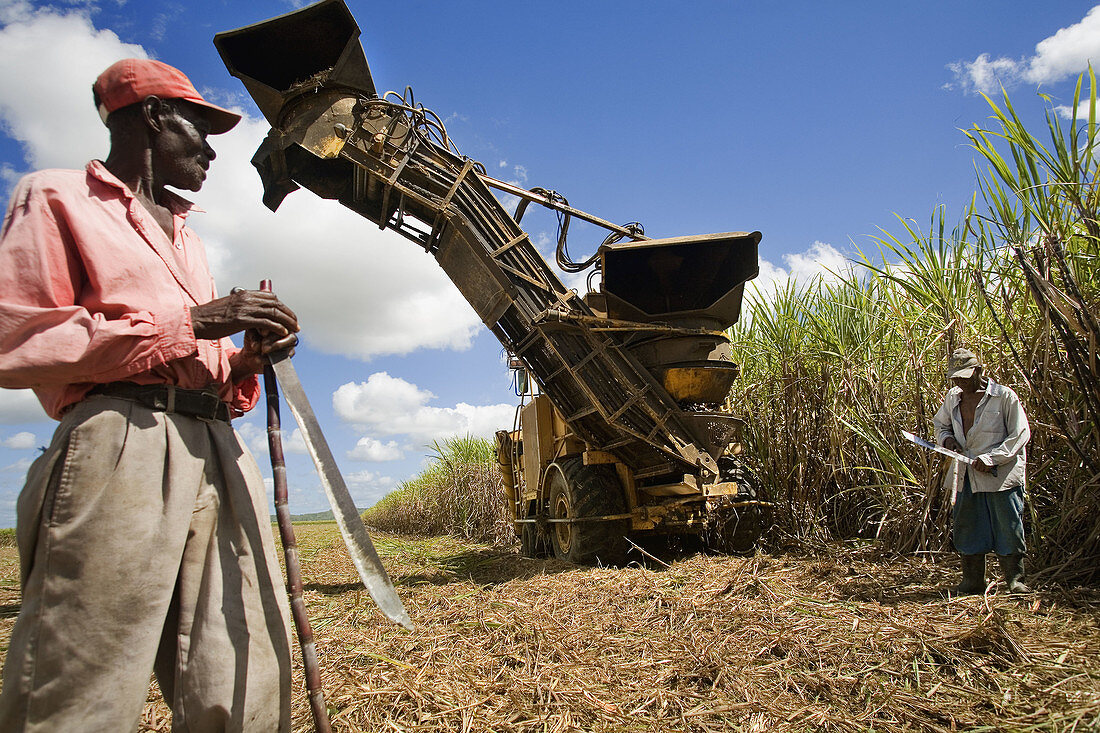 Sugar cane harvest. Dominican Republic.