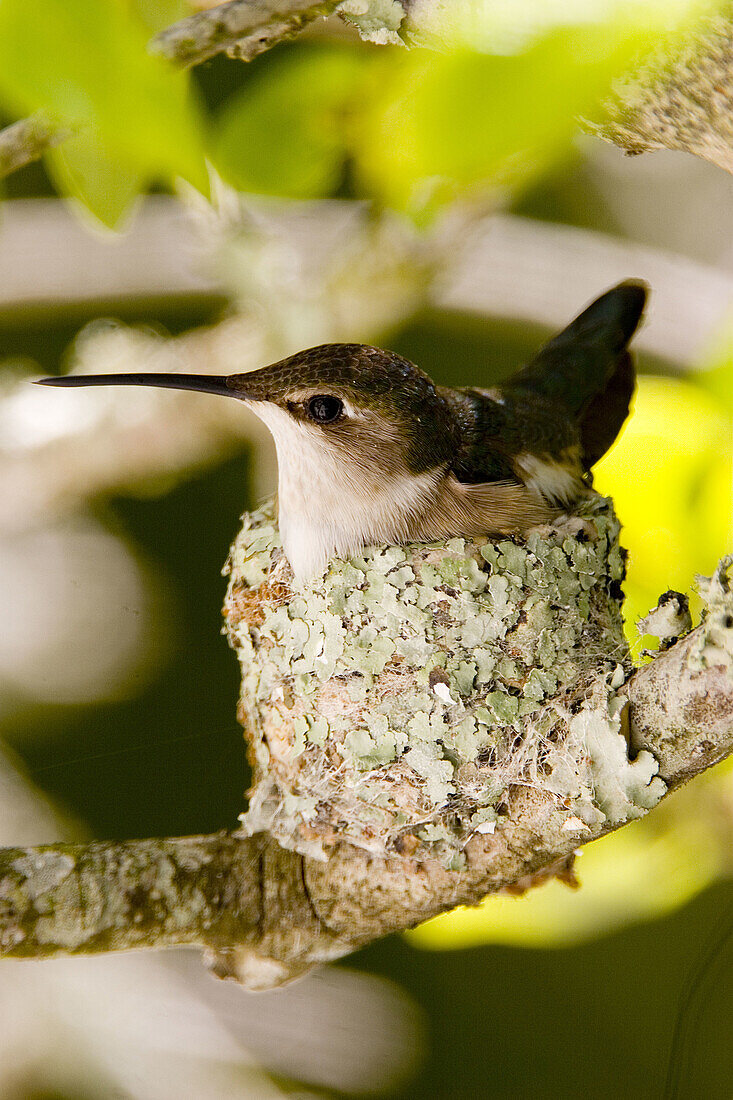 Female bird on eggs in nest.