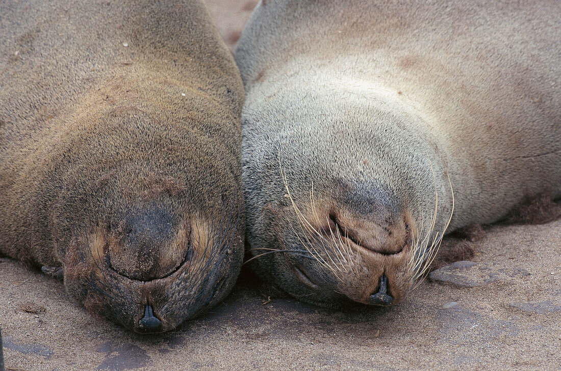 Cape Fur Seal (Arctocephalus pusillus pusillus). Cape Cross, Namibia