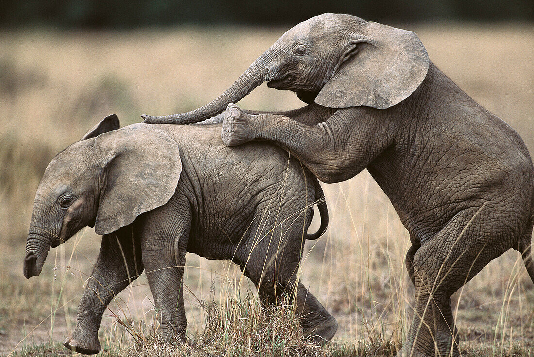 African Elephant (Loxodonta africana). Masai Mara National Reserve, Kenya
