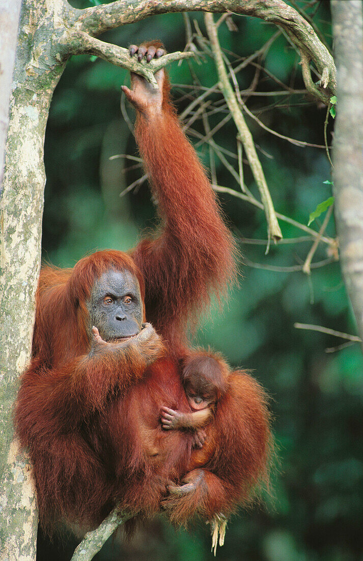 Bornean Orangutan (Pongo pygmaeus), mother and baby. Gunung Leuser National Park, Indonesia