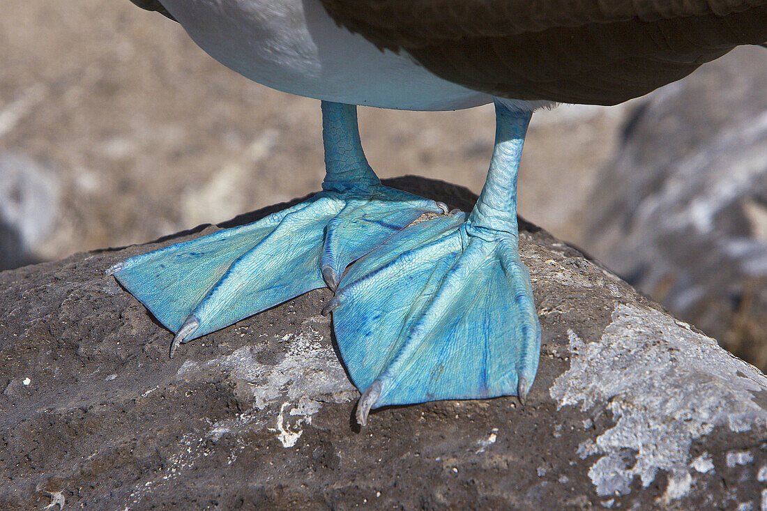 Detail of blue_footed booby (Sula nebouxii) feet in the Galapagos Island Group, Ecuador. The Galapagos are a nest and breeding area for blue_footed boobies.