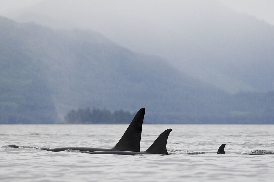 A pod of 6 Orcas (Orcinus orca)