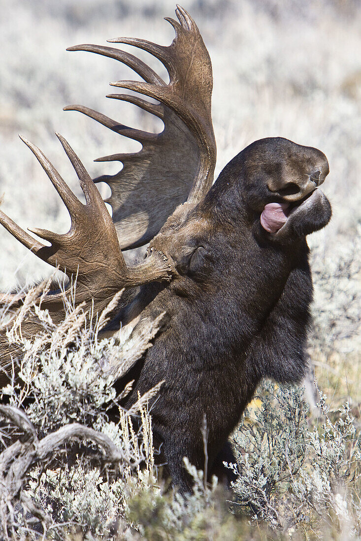 Adult bull moose Alces alces shirasi near the Gros Ventre river just outside of Grand Teton National Park, Wyoming, USA  The moose is actually the largest member of the deer family