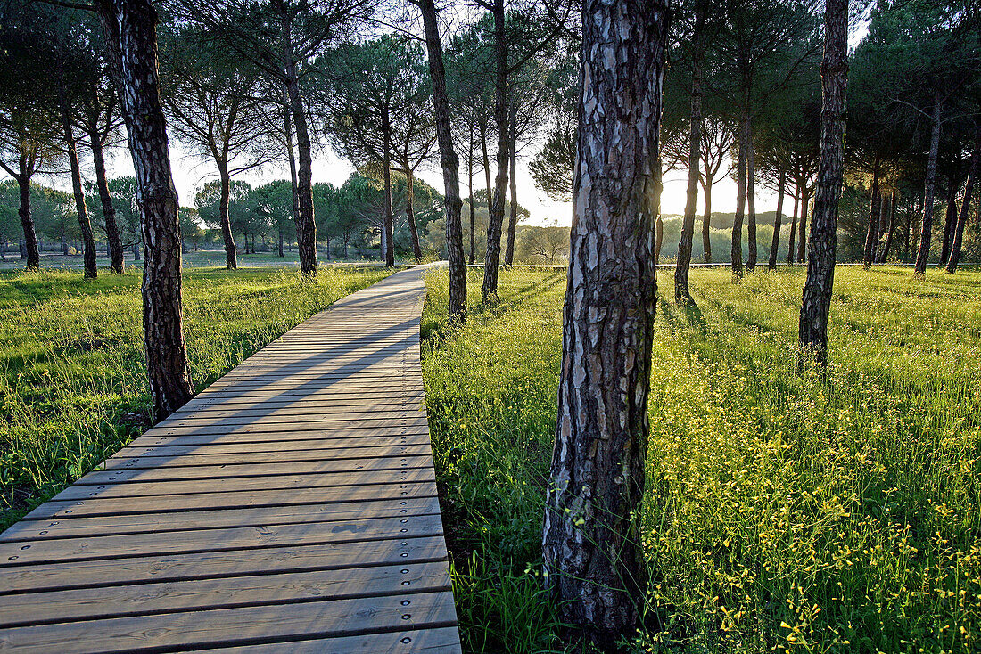 Pine tree forest at spring time at Doñana National Park. Sevilla_Huelva. Spain