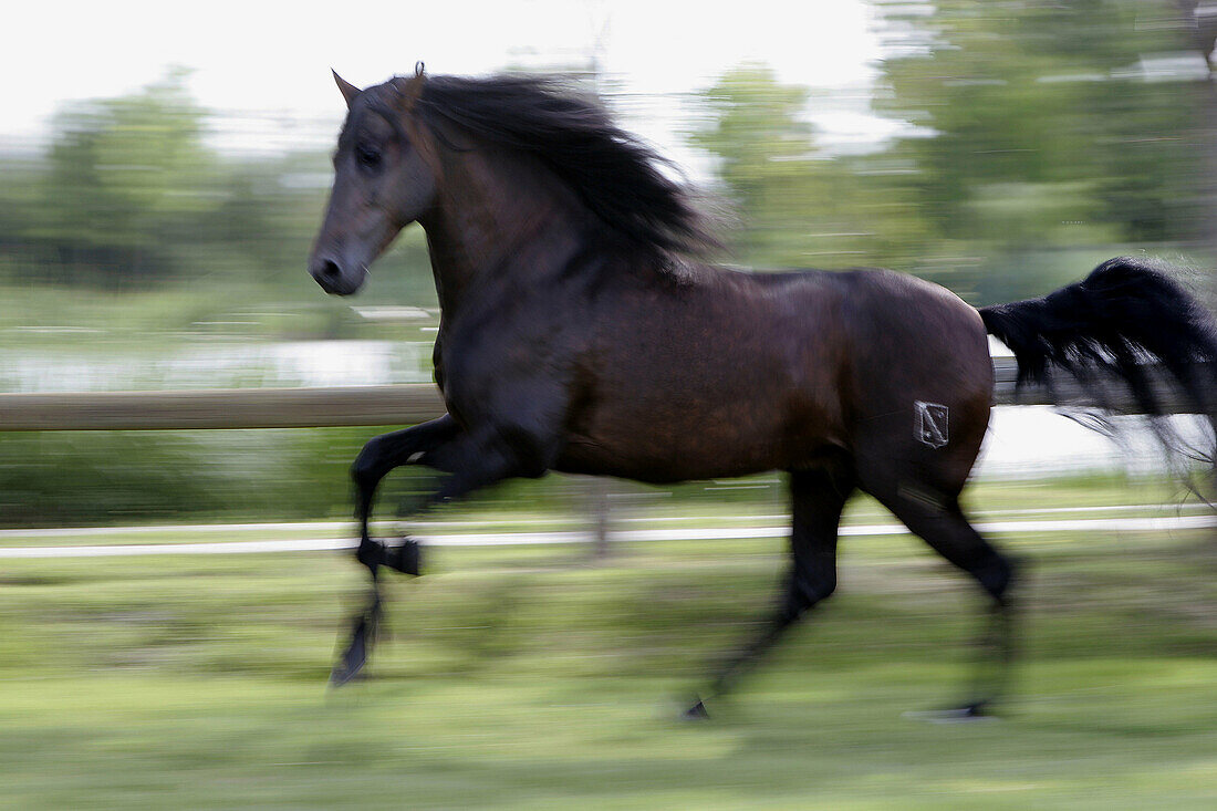 Yeguada Senillosa 'Pura Raza' horses. Emporda. Catalonia. Spain