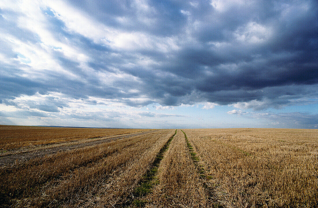 Stubble, Ivinghoe. Buckinghamshire, England, UK