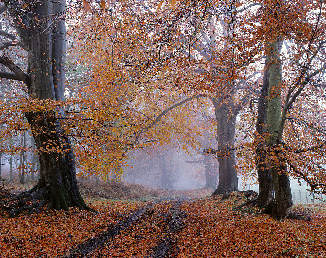 Beech (Fagus sylvatica) wood. Ashridge, Hertfordshire, England, UK