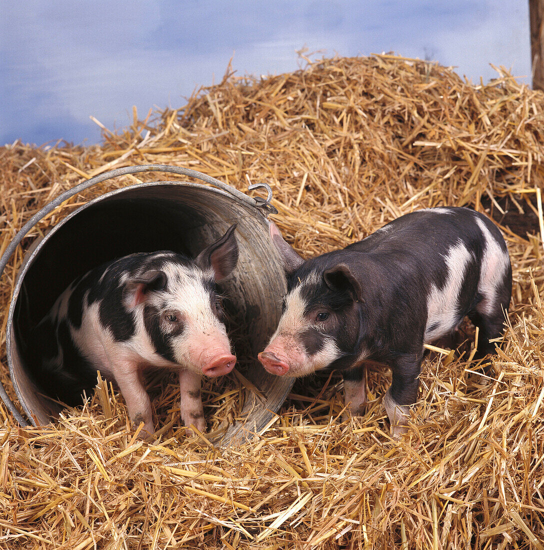 Old Berkshire piglets. Berkshire, England, UK