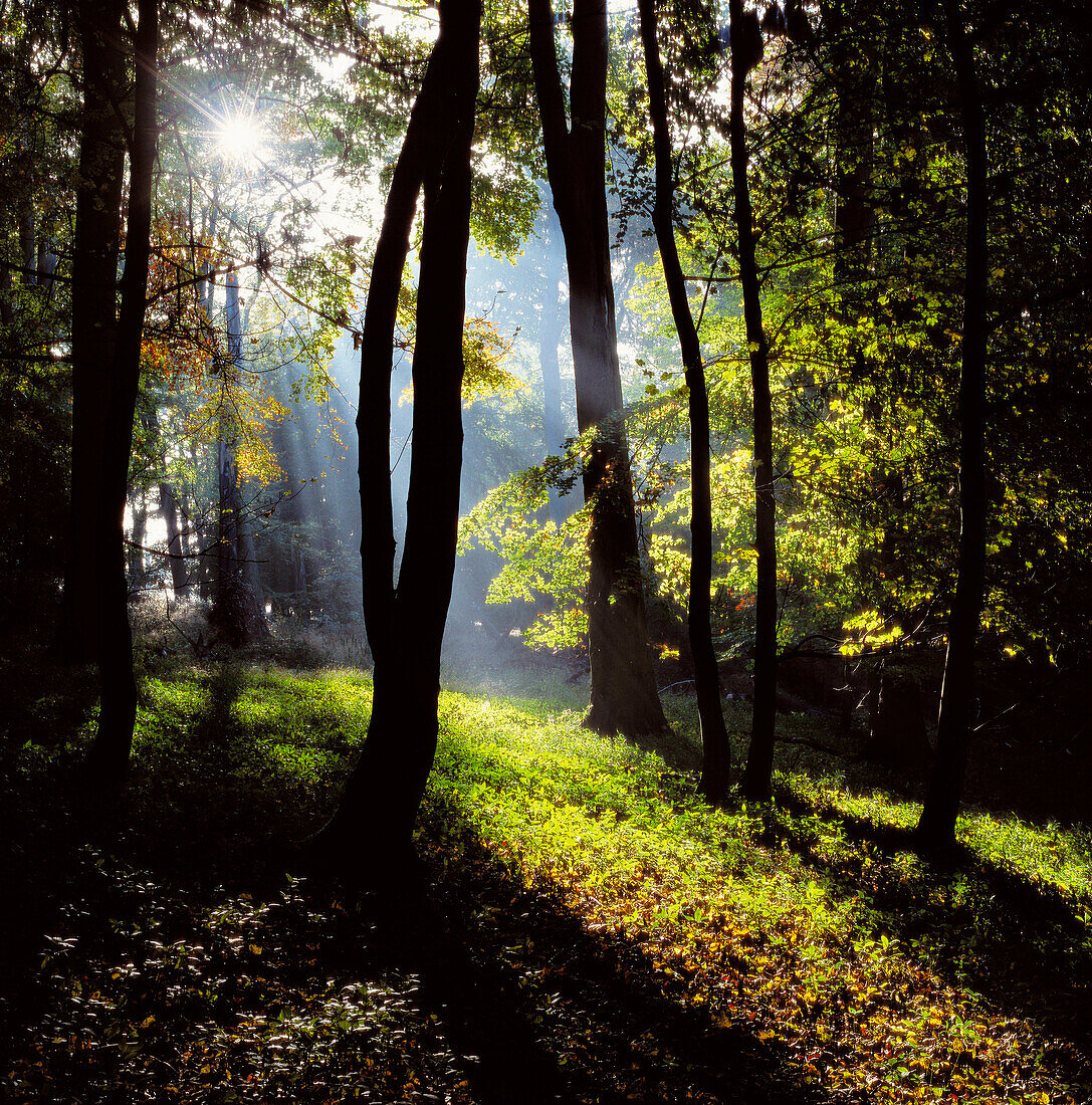 Ashridge woods. Hertfordshire, England, UK