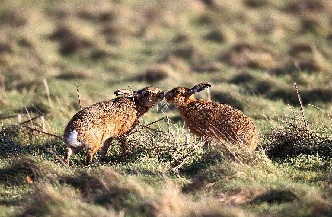 Hare (Lepus europaeus). England, UK