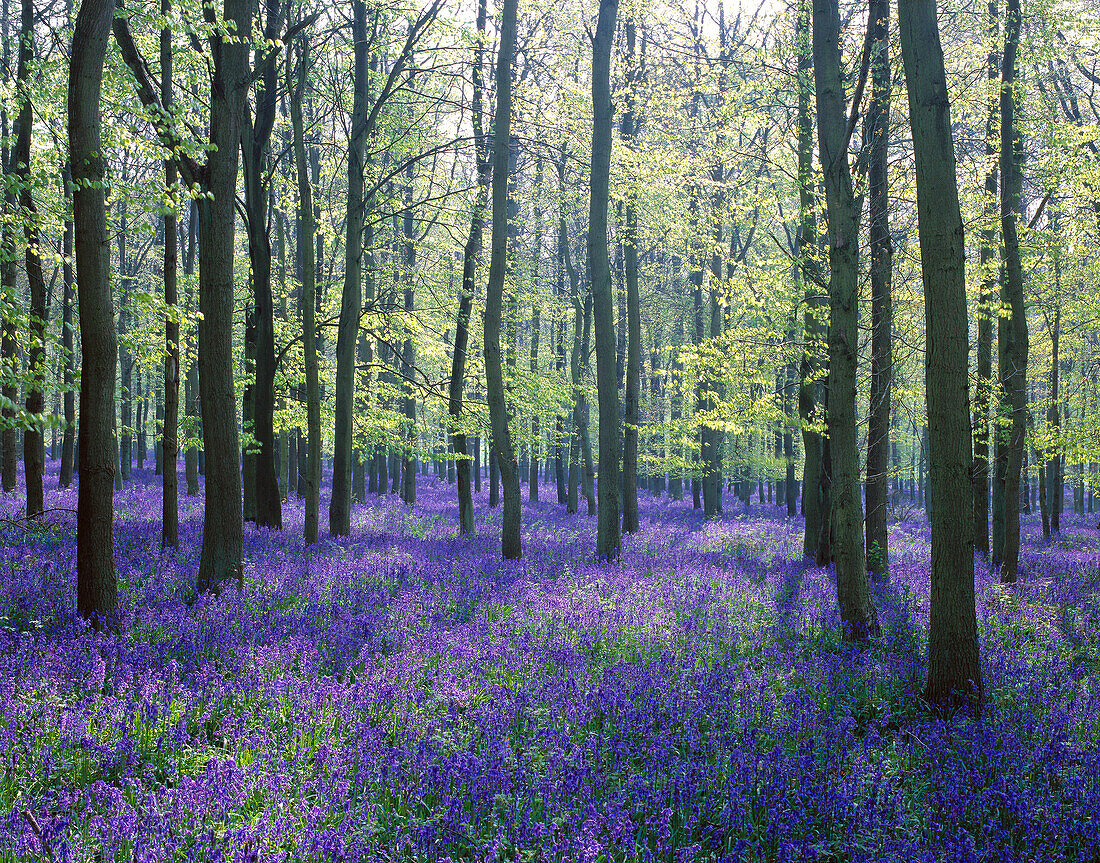 Bluebells (Hyacinthoides non-scripta), Ashridge woods. Hertfordshire, England, UK