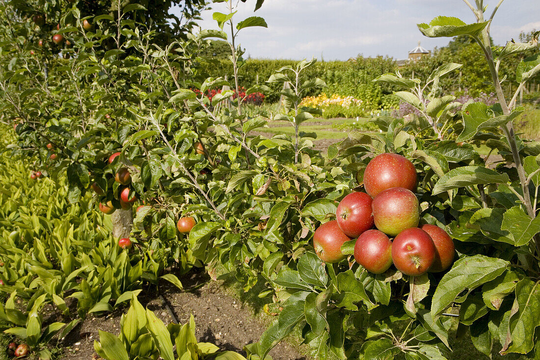 Apple variety George Cave Essex