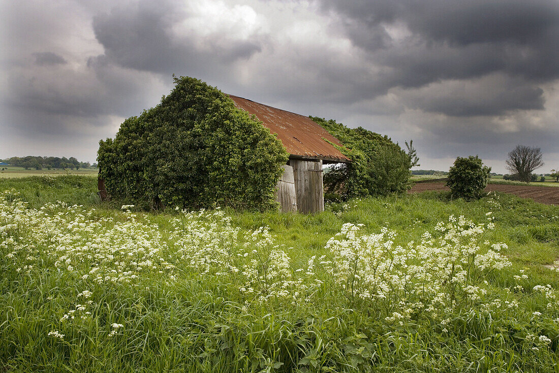 Ruined Barn. Fields. Norfolk. UK.