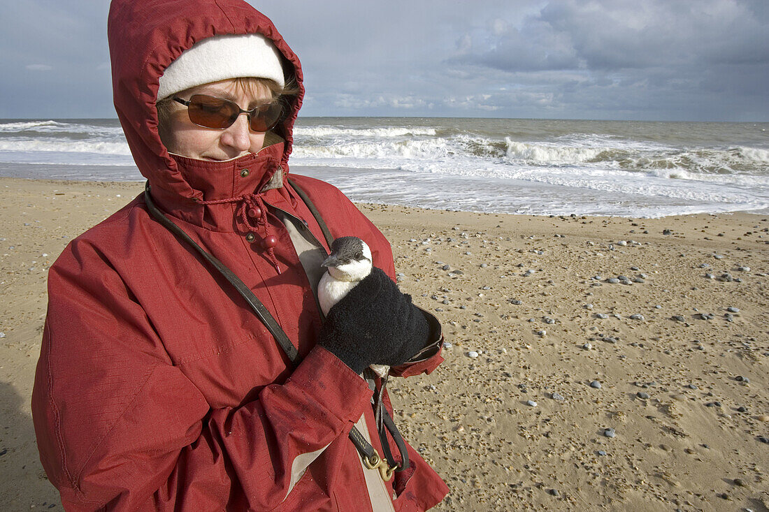 Guillemot rescued from sea at Winterton. Norfolk. UK.