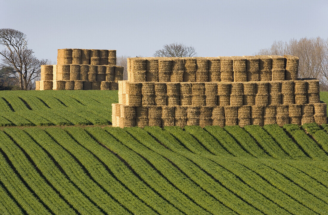 Ballen, Bauer, Essen, Farbe, Herbst, Hügel, Landwirtschaft, Muster, Nahrung, Reihen, Ruder, Stroh, Züchter, C67-672327, agefotostock