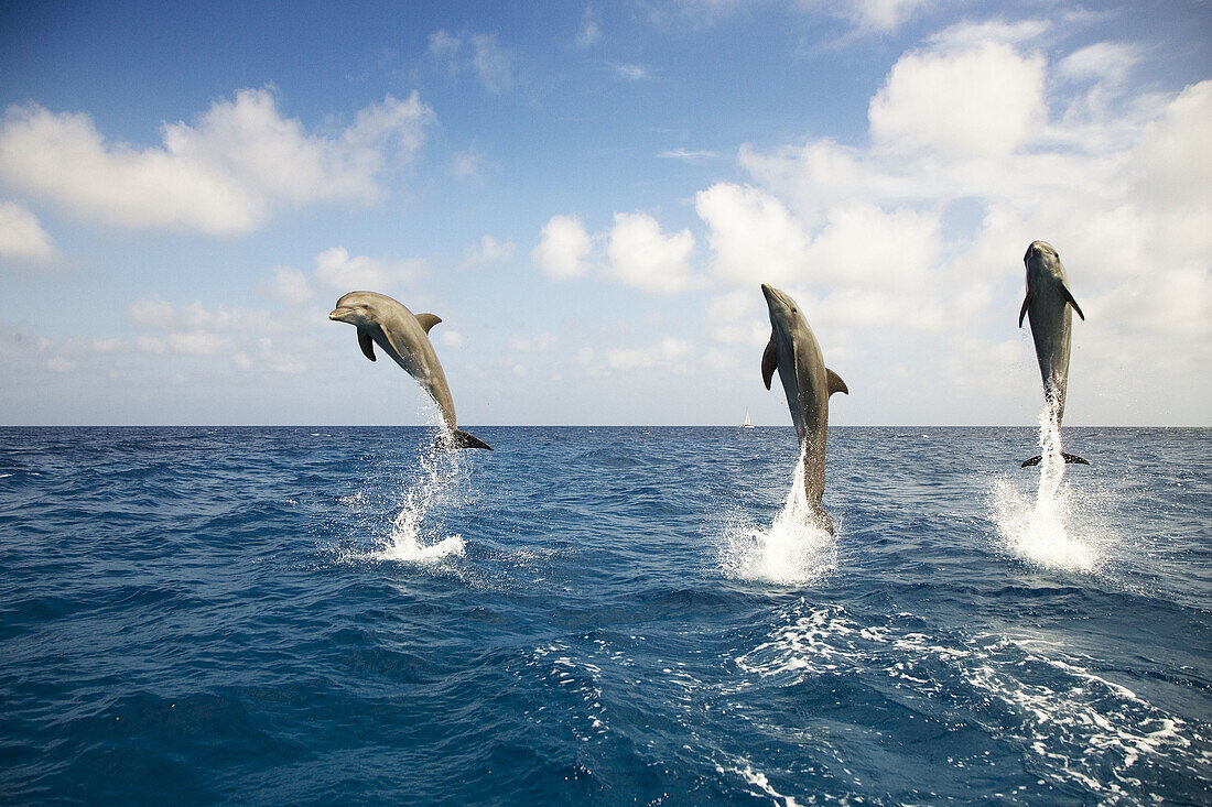 Bottle-nosed Dolphin Tursiops truncatus