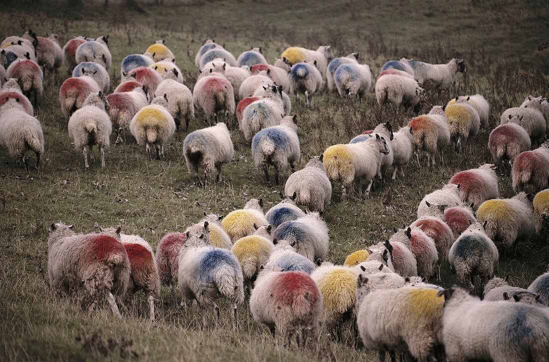 Ewes. Ivinghoe Beacon, Buckinghamshire, England, UK