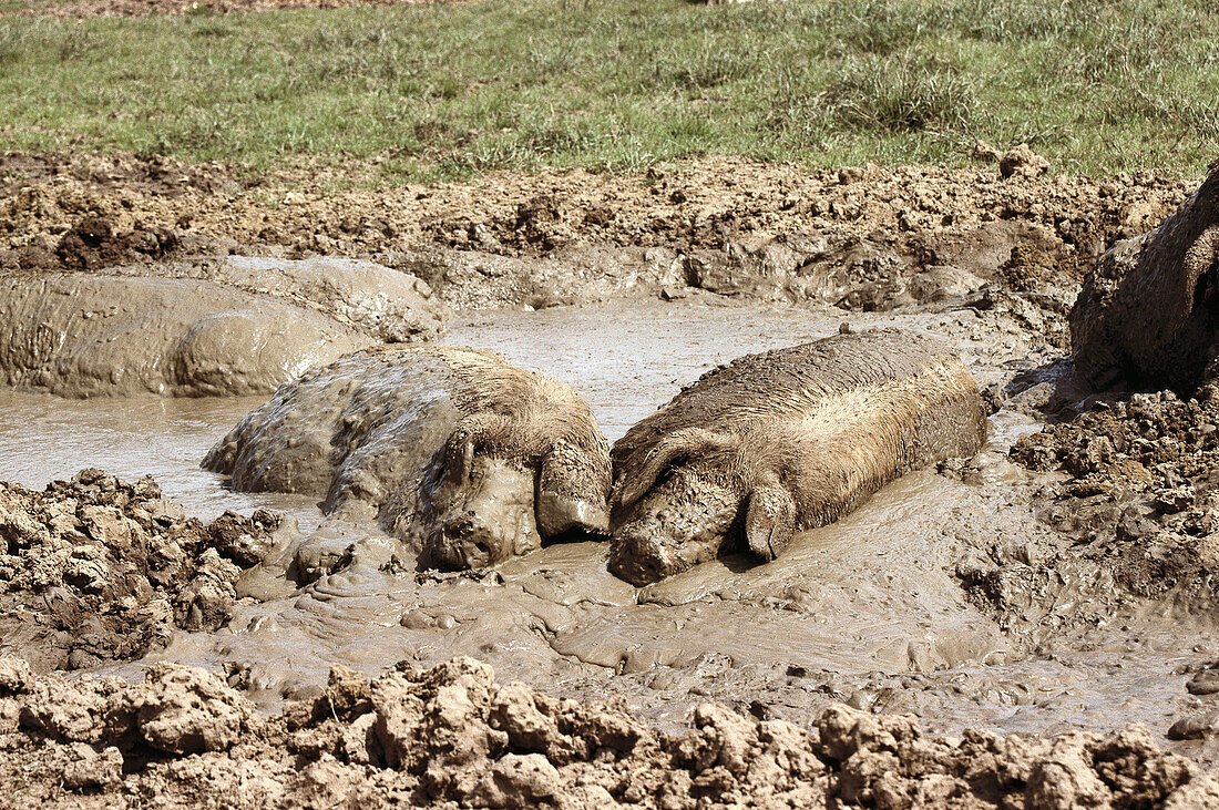 Large white sows wallowing