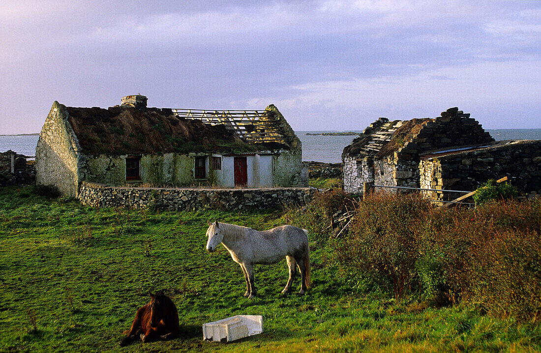 Europe, Great Britain, Ireland, Co. Galway, Connemara, cottages with horses in the Ballyconneely Bay