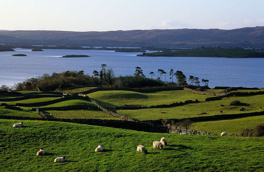 Schafe auf der Weide, Weidelandschaft mit Trockenmauern, Lough Corrib, Connemara, Co. Galway, Republik Irland, Europe