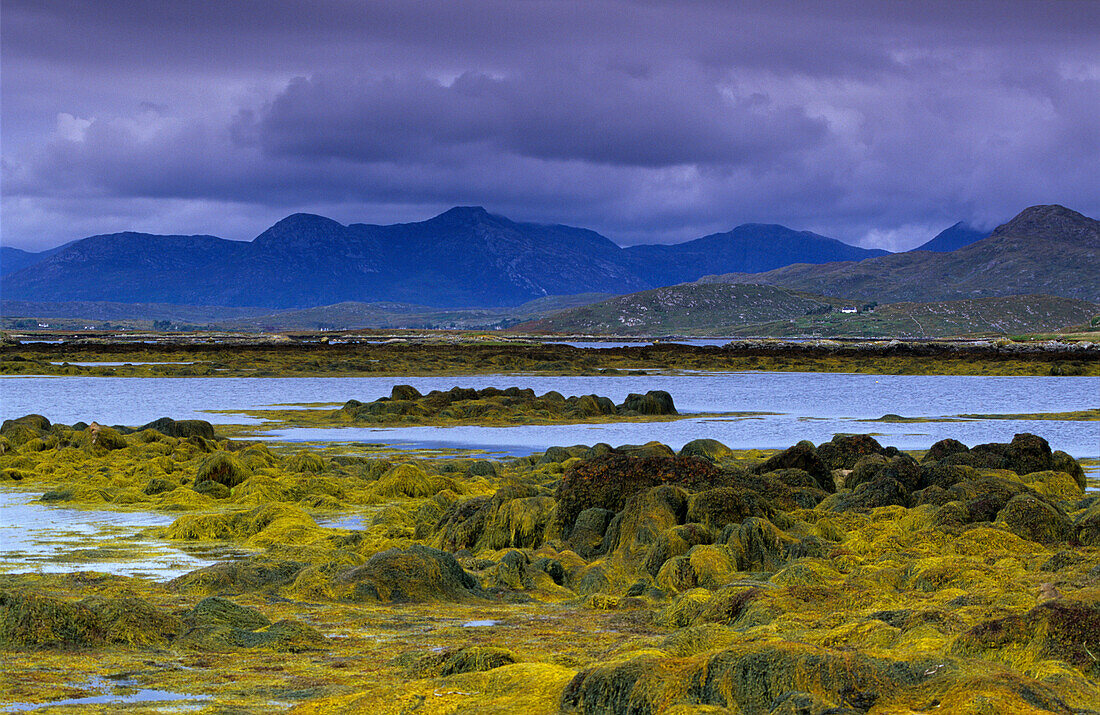 Küstenlandschaft mit Felsen und Algen, Betraghboy Bay, Connemara, Co. Galway, Republik Irland, Europa