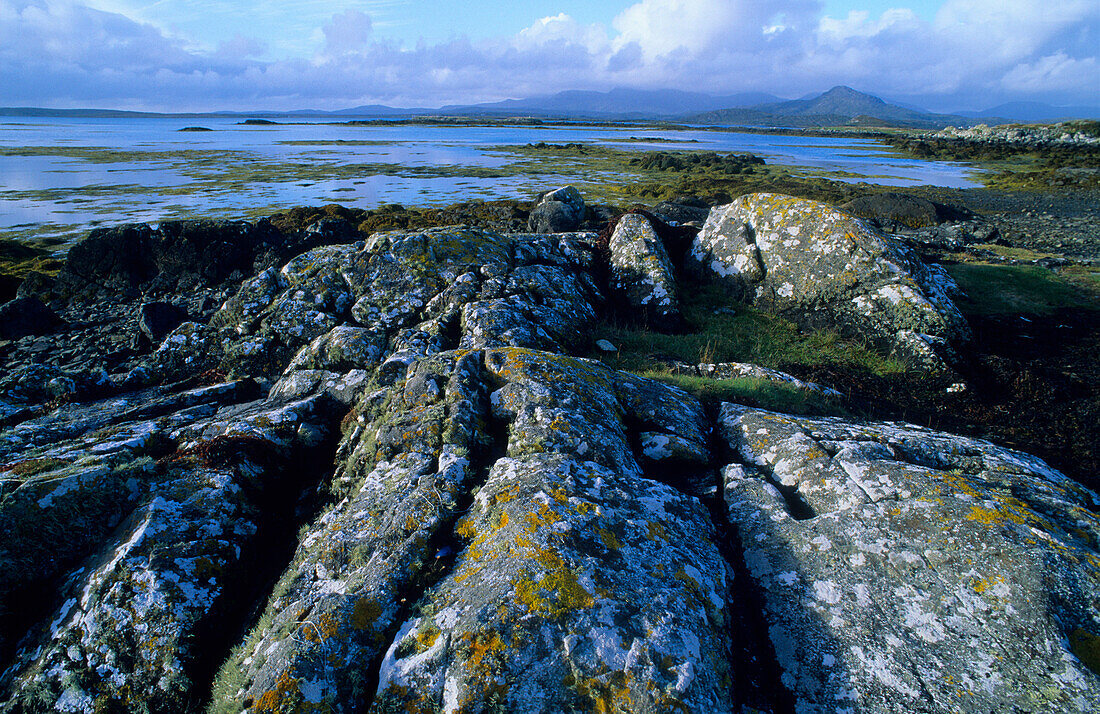 Küstenlandschaft mit Felsen und Algen, Betraghboy Bay, Connemara, Co. Galway, Republik Irland, Europa