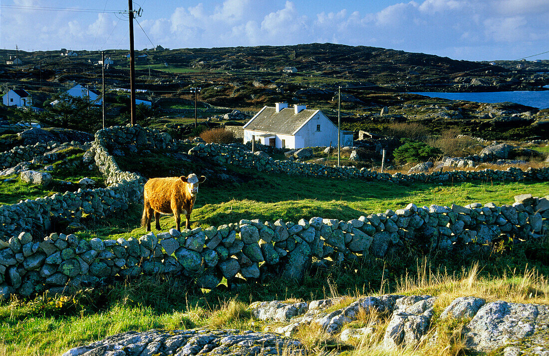 Kuh auf der Weide, Halbinsel Lettermullan, Connemara, Co. Galway, Irland, Europa