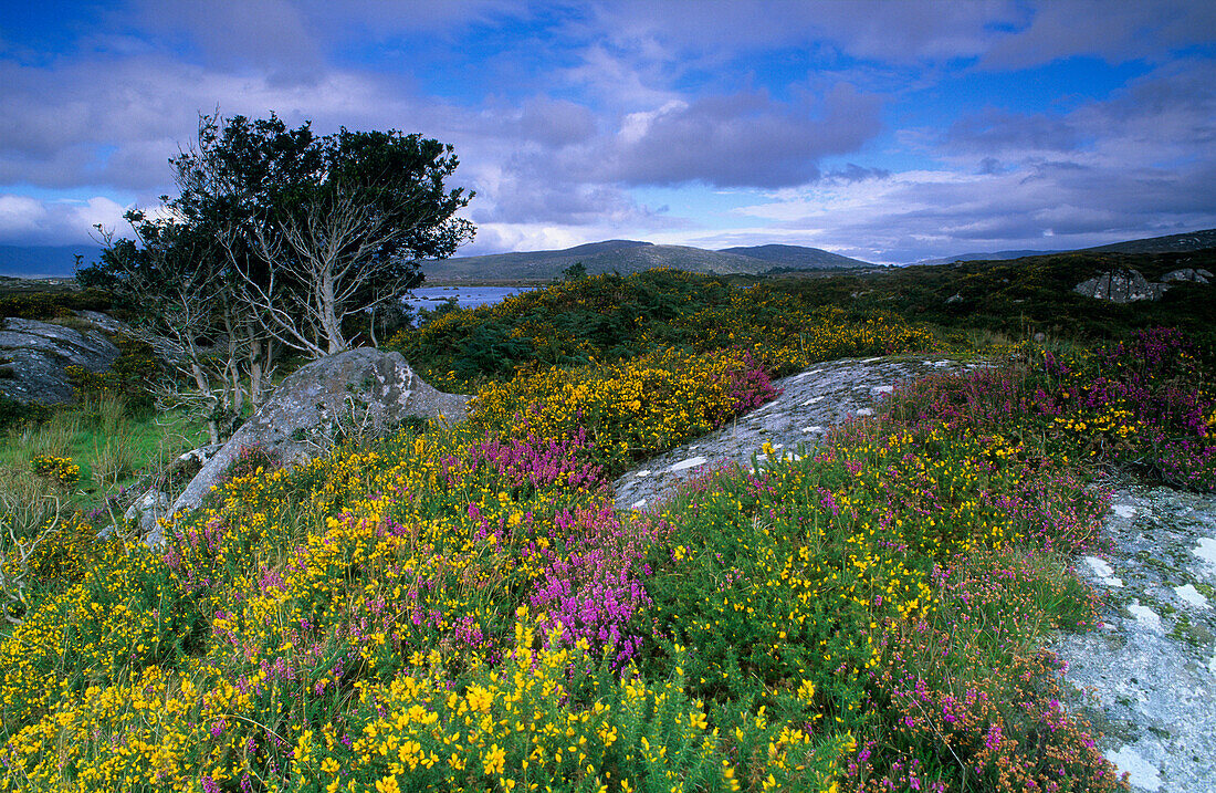 Landschaft bei Derryrush, Connemara, Co. Galway, Republik Irland, Europa