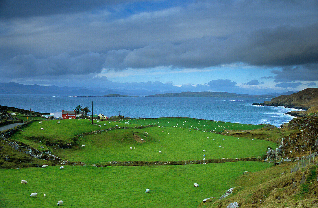Rural landscape with farmhouses in the Ring of Beara, near Allihies, Co. Cork, Ireland, Europe
