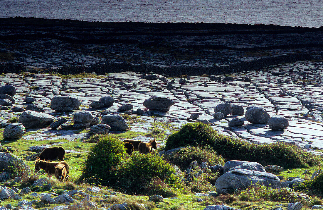Herd of donkeys in front of a rocky landscape in the Burren at the coast, County Clare, Ireland, Europe