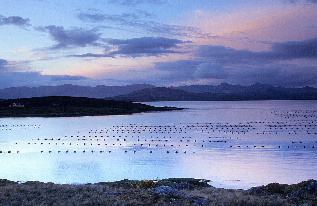 Blick auf die Netze einer Fischfarm vor der Beara Halbinsel, County Kerry, Irland, Europa