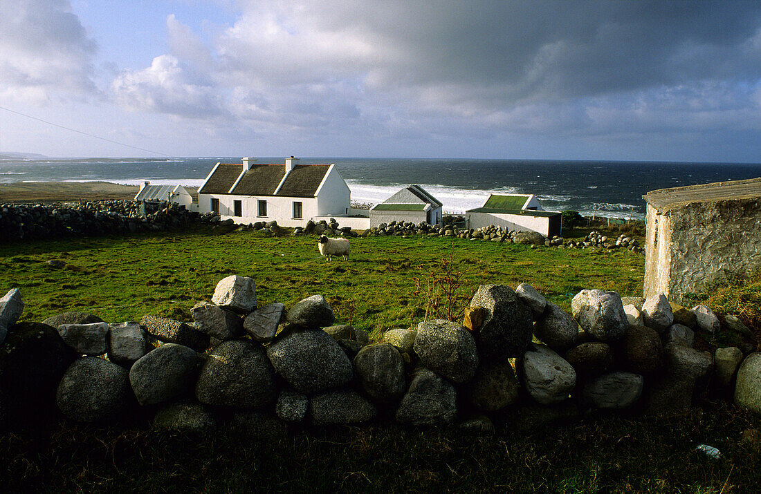 Küstenlandschaft mit Cottage und Schafe, Bloody Foreland, Gweedore, County Donegal, Irland, Europa