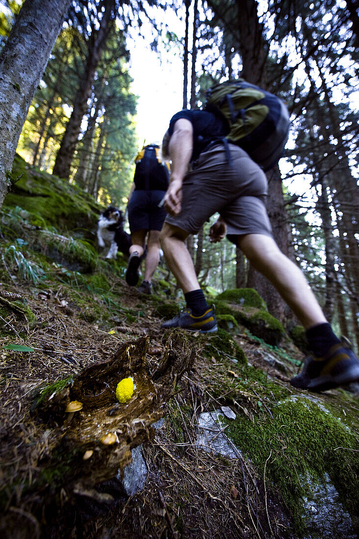 Zwei Menschen mit Hund wandern durch den Wald, Ötztal, Tirol, Österreich